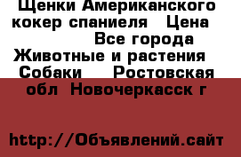 Щенки Американского кокер спаниеля › Цена ­ 15 000 - Все города Животные и растения » Собаки   . Ростовская обл.,Новочеркасск г.